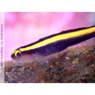 Elacatinus (Gobiosoma) figaro
