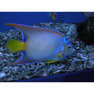 Holacanthus ciliaris