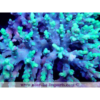 Acropora aculeus