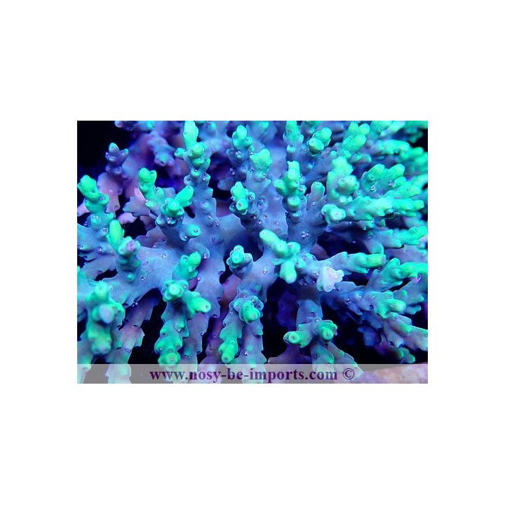 Acropora aculeus