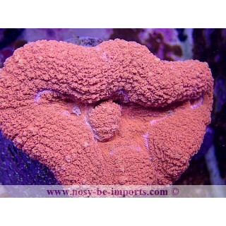 Lobophyllia sp. rouge WYSIWYG