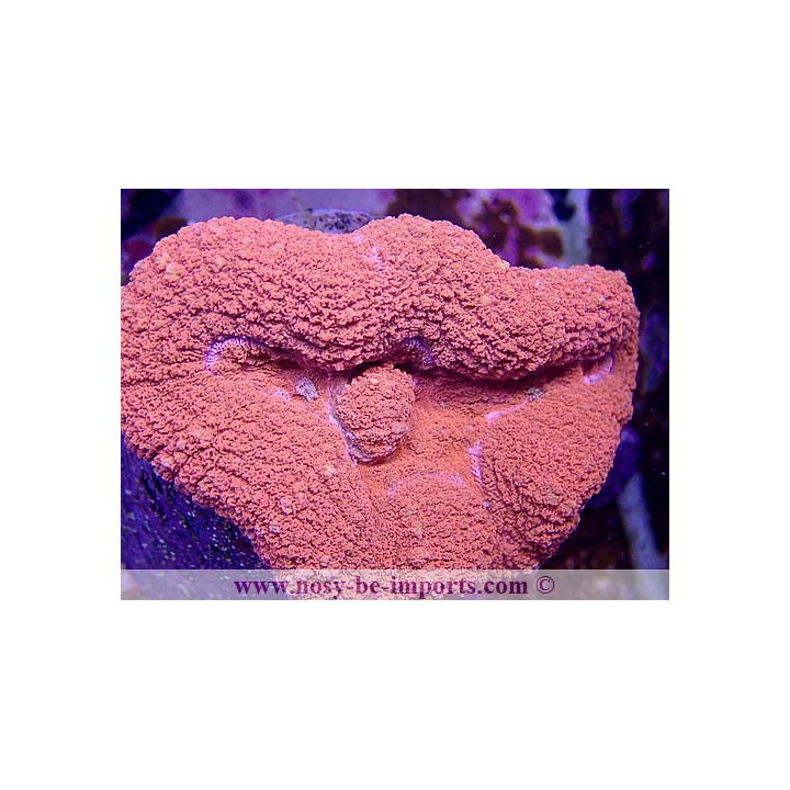 Lobophyllia sp. rouge WYSIWYG
