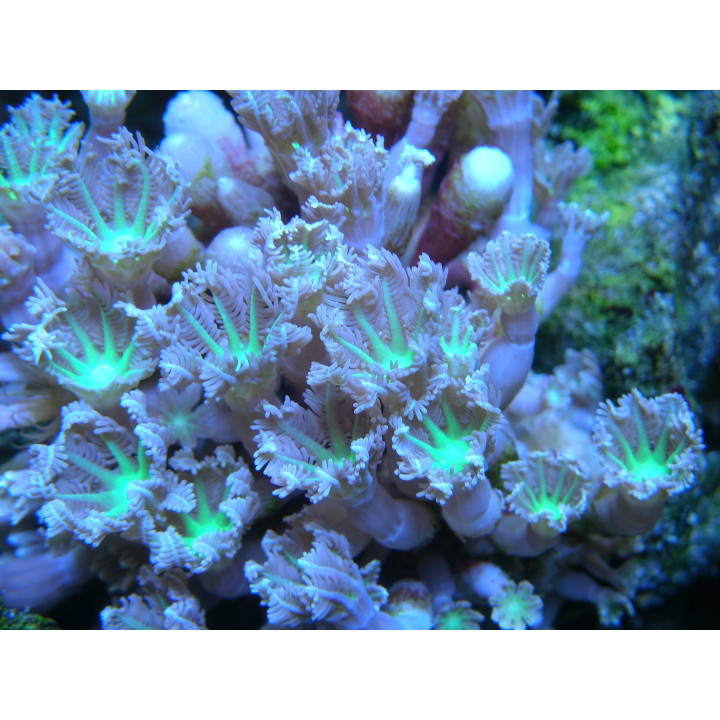 Cornularia sp.