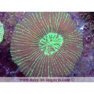 Trachyphyllia sp. vert WYSIWYG