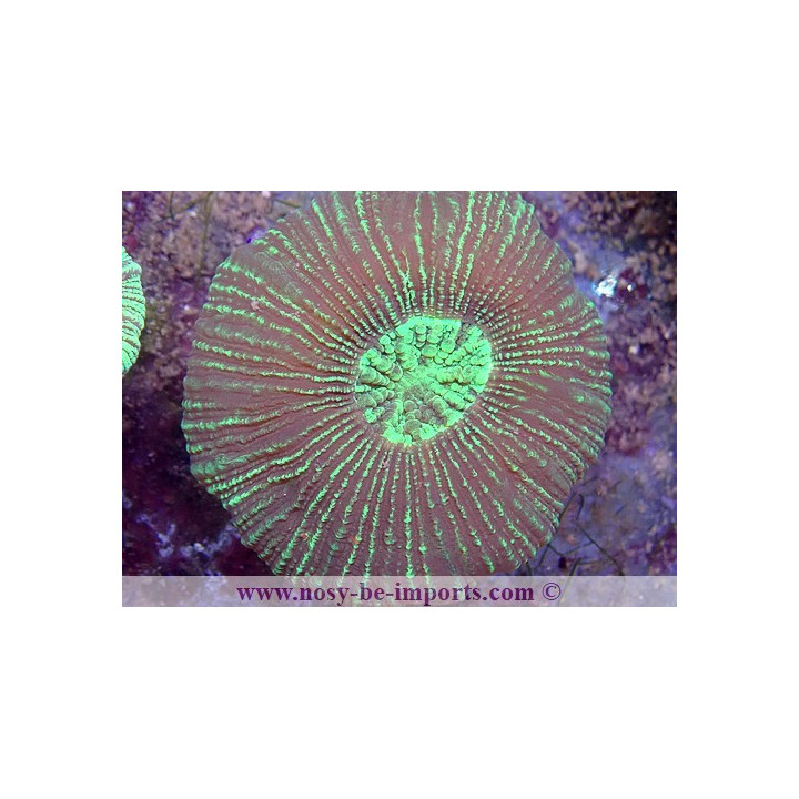 Trachyphyllia sp. vert WYSIWYG