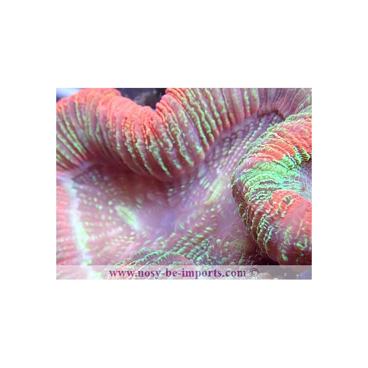Trachyphyllia sp. multicolor Premium WYSIWYG