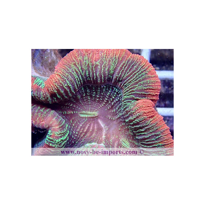Trachyphyllia sp. multicolor Premium WYSIWYG