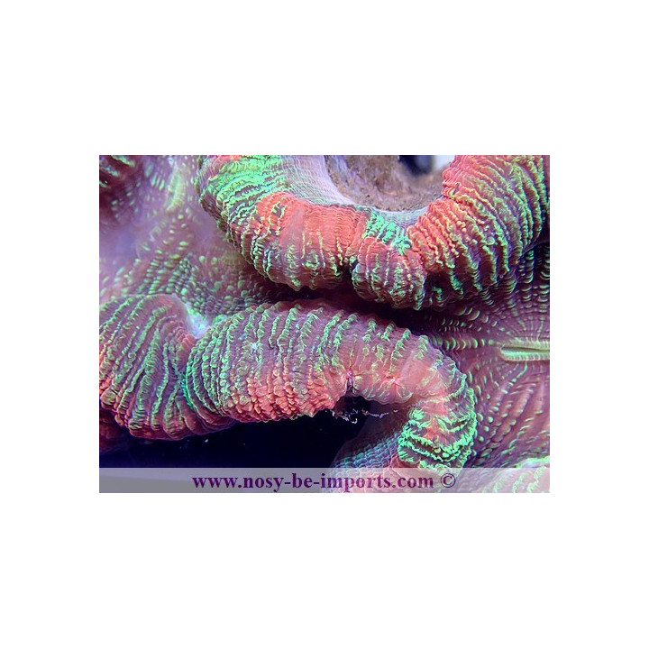 Trachyphyllia sp. multicolor Premium WYSIWYG
