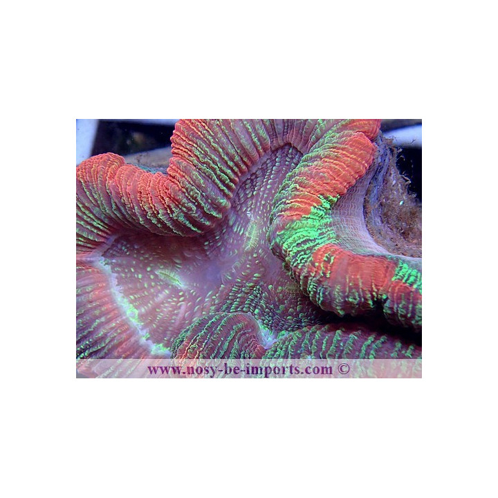 Trachyphyllia sp. multicolor Premium WYSIWYG