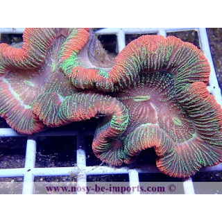 Trachyphyllia sp. multicolor Premium WYSIWYG