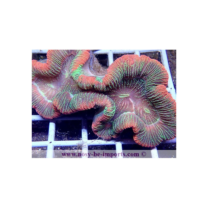 Trachyphyllia sp. multicolor Premium WYSIWYG