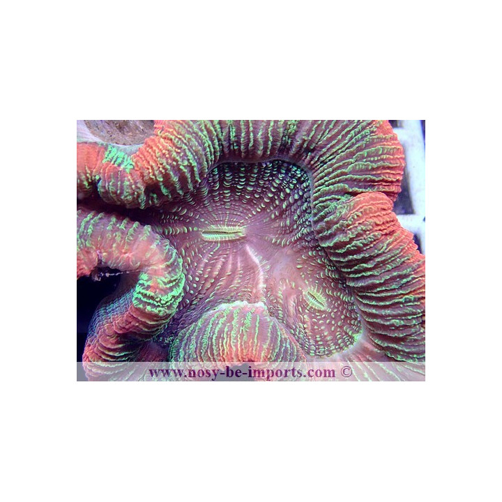 Trachyphyllia sp. multicolor Premium WYSIWYG