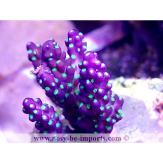 Acropora subulata tricolore WYSIWYG