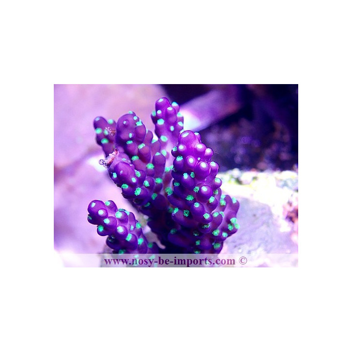 Acropora subulata tricolore WYSIWYG