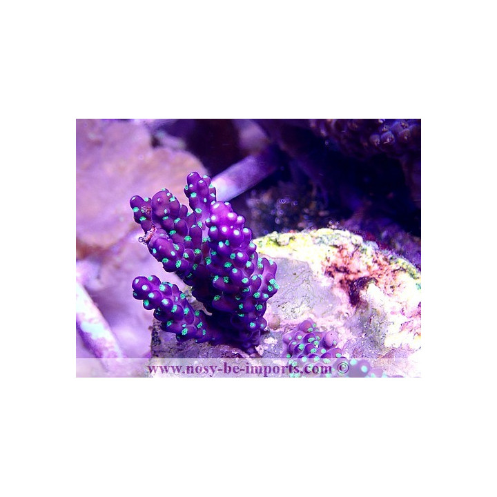 Acropora subulata tricolore WYSIWYG