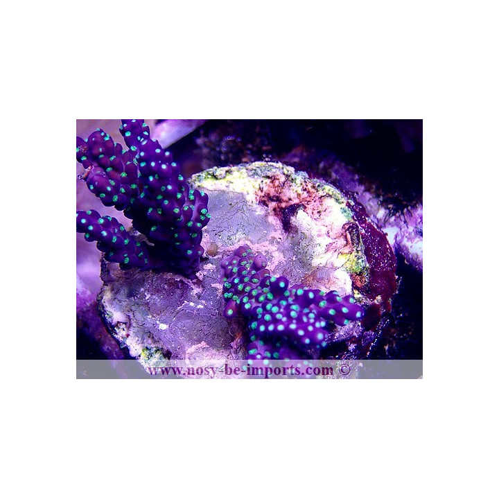 Acropora subulata tricolore WYSIWYG