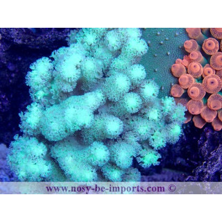 Sinularia sp. vert Australie WYSIWYG