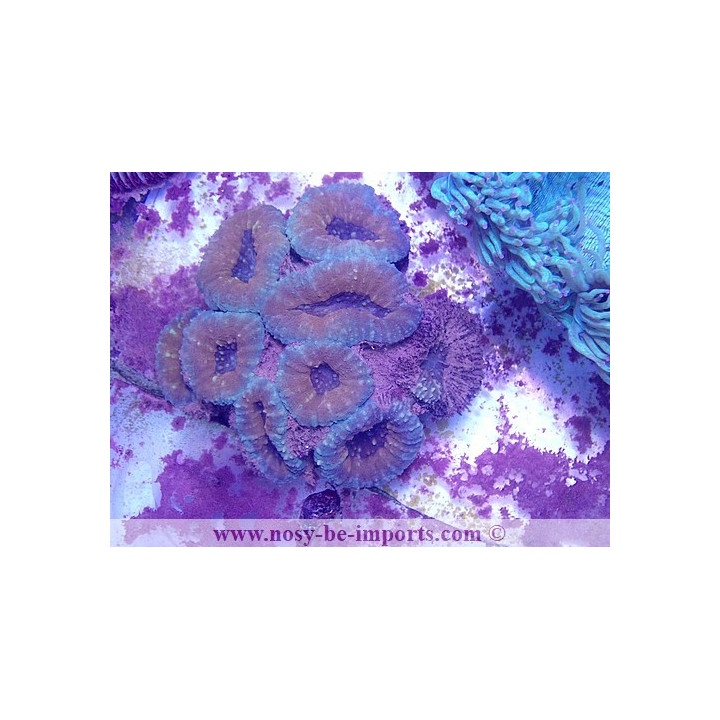 Lobophyllia corymbosa Australie XXL