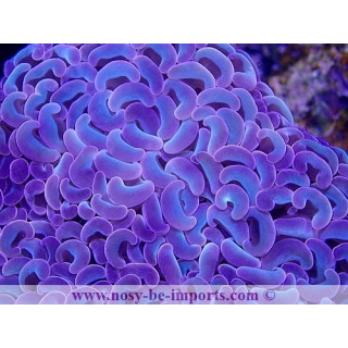 Euphyllia ancora rainbow Australie WYSIWYG