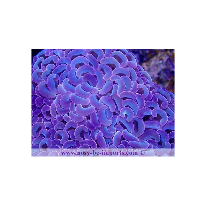 Euphyllia ancora rainbow Australie WYSIWYG