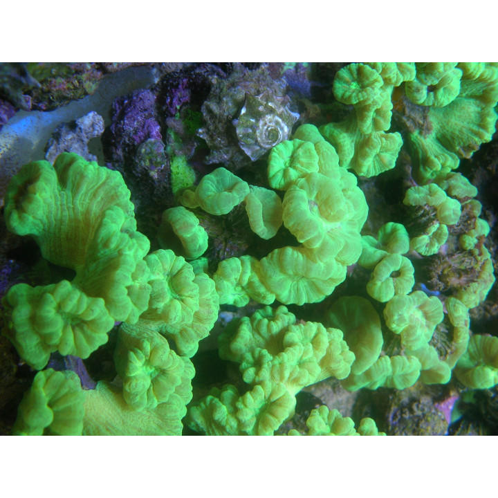 Caulastrea vert fluo - corail VPC - Aquarium sur mesure