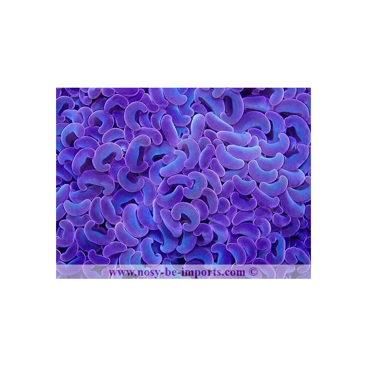 Euphyllia ancora rainbow Australie WYSIWYG