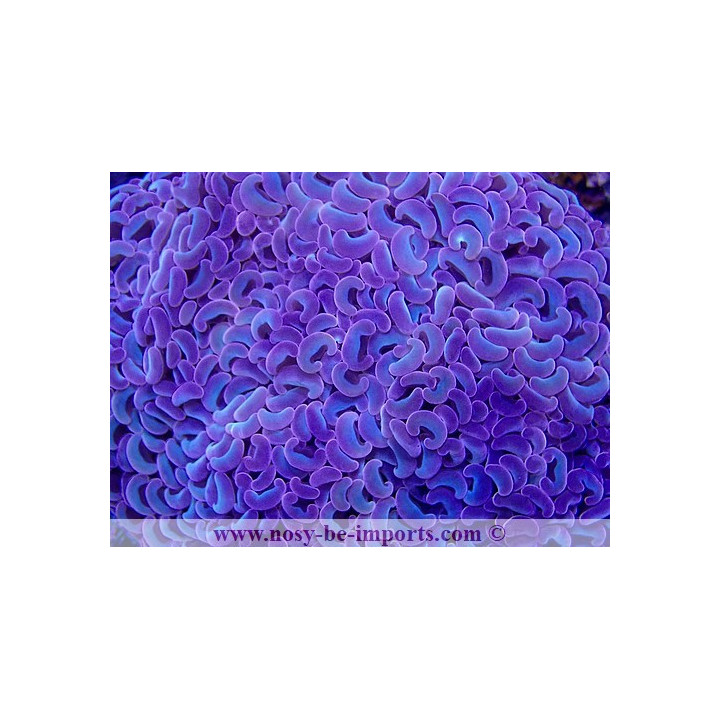Euphyllia ancora rainbow Australie WYSIWYG