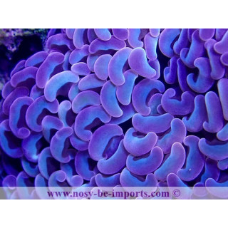 Euphyllia ancora rainbow Australie WYSIWYG