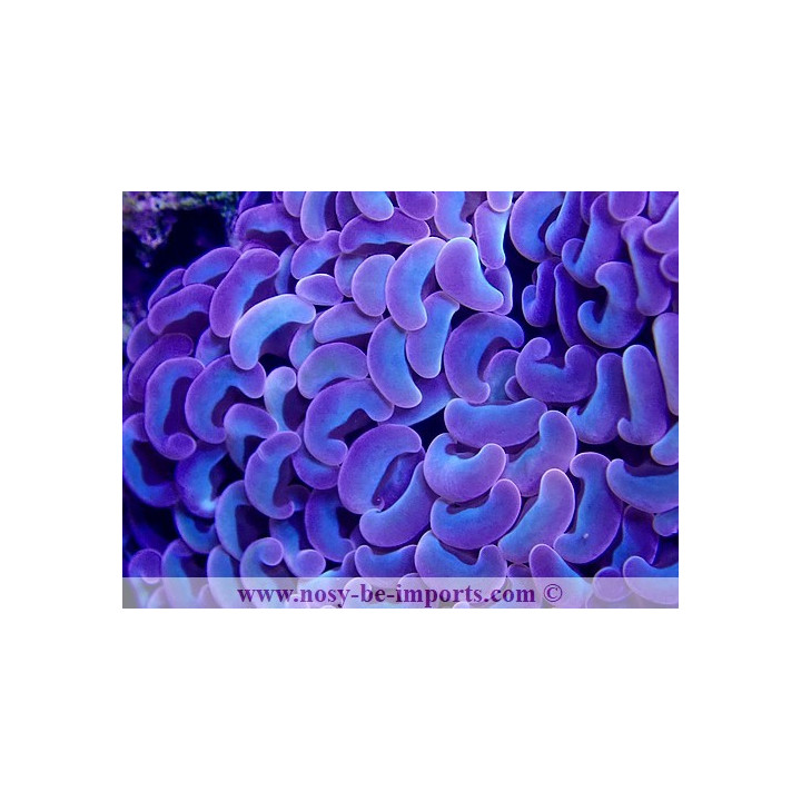 Euphyllia ancora rainbow Australie WYSIWYG