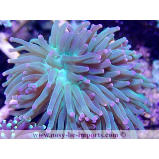 Euphyllia glabrescens WYSIWYG