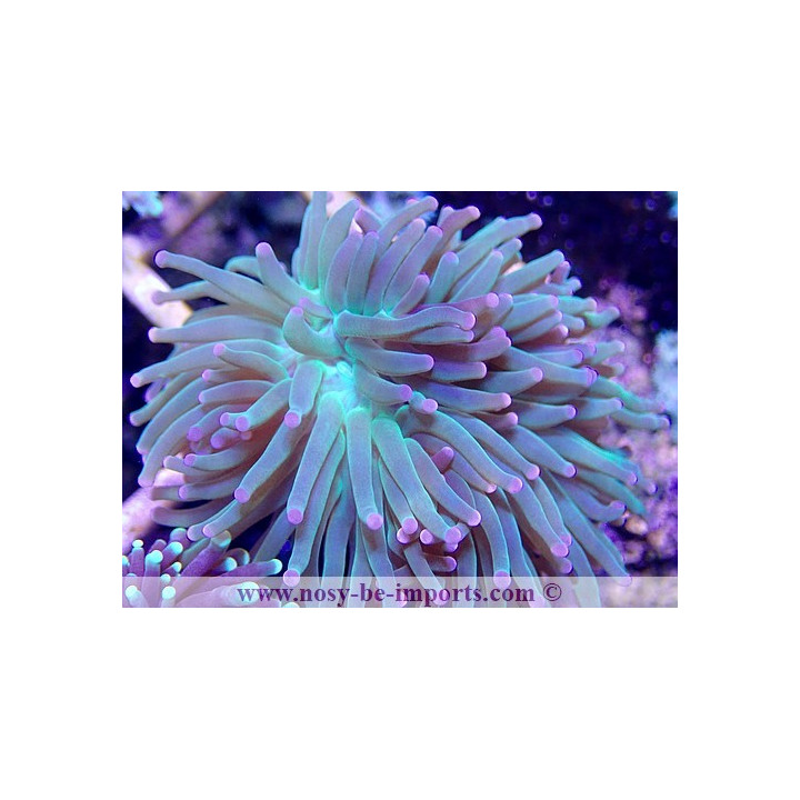 Euphyllia glabrescens WYSIWYG
