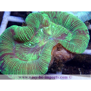 Trachyphyllia sp. vert WYSIWYG