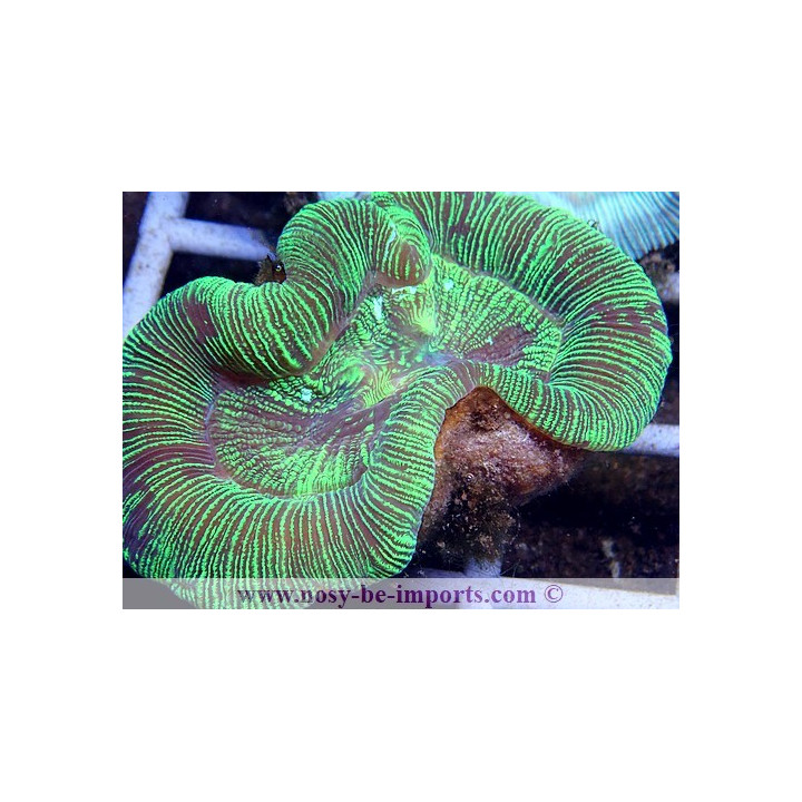 Trachyphyllia sp. vert WYSIWYG