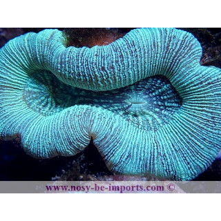 Trachyphyllia sp. vert WYSIWYG