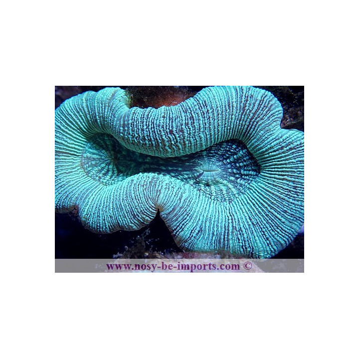 Trachyphyllia sp. vert WYSIWYG