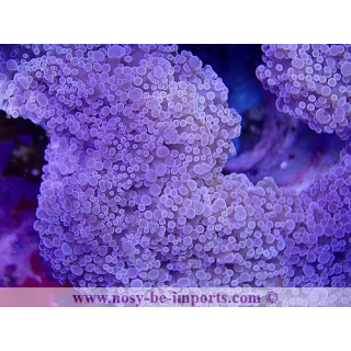 Euphyllia divisa rose WYSIWYG