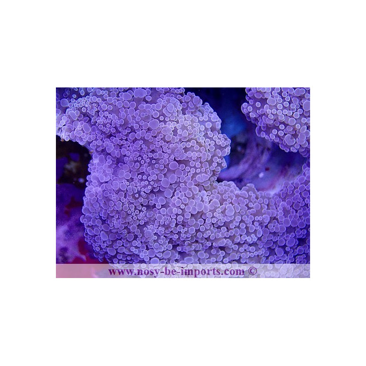 Euphyllia divisa rose WYSIWYG