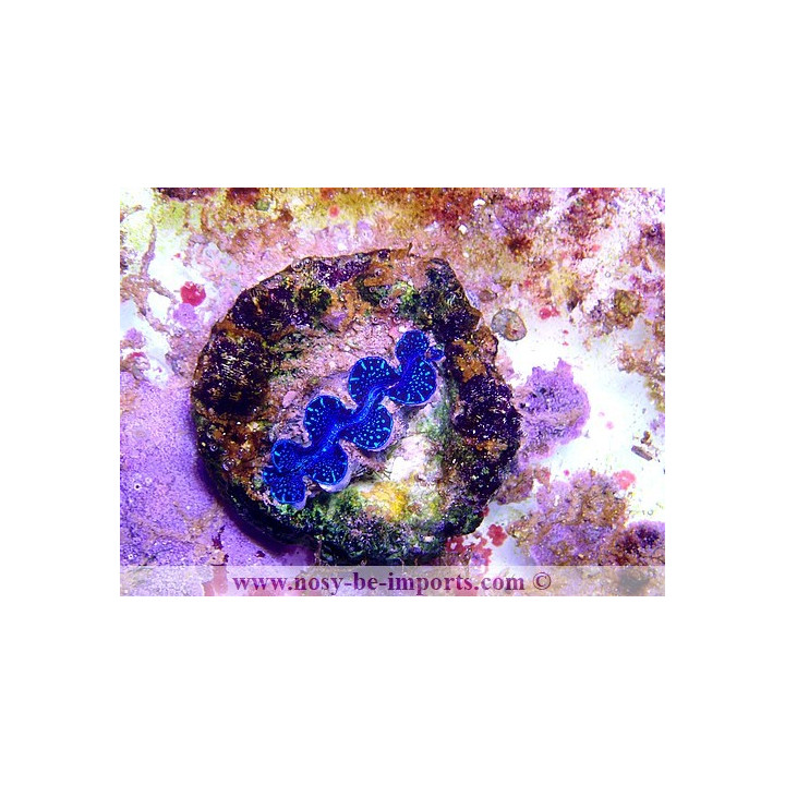 Tridacna maxima ELEVAGE