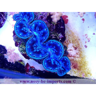 Tridacna maxima ELEVAGE