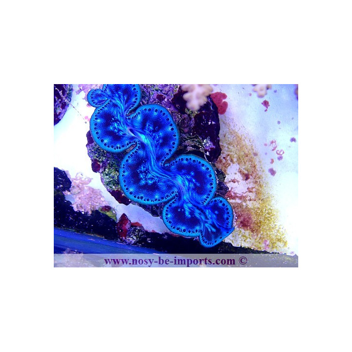 Tridacna maxima ELEVAGE
