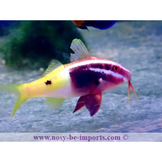 Parupeneus barberinoides