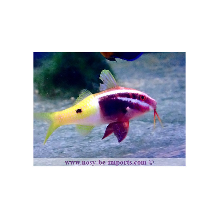 Parupeneus barberinoides