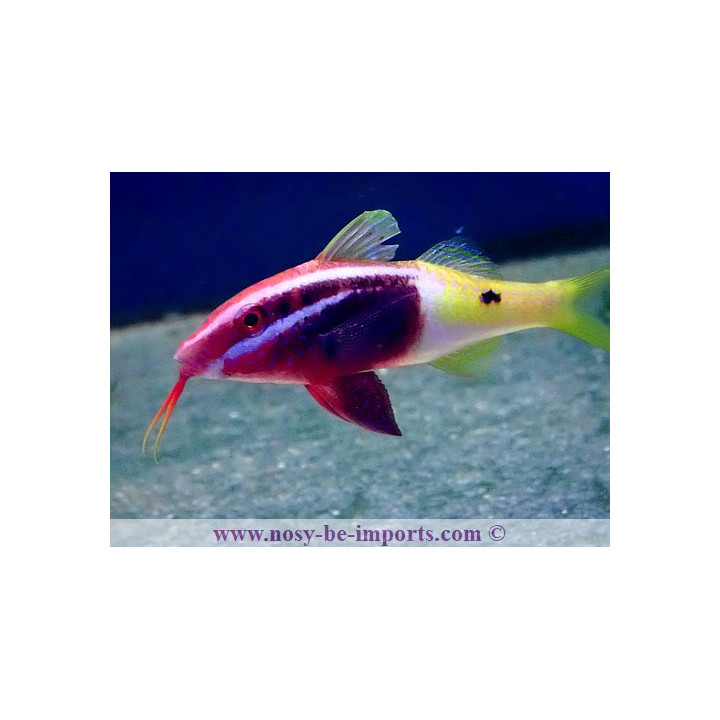 Parupeneus barberinoides