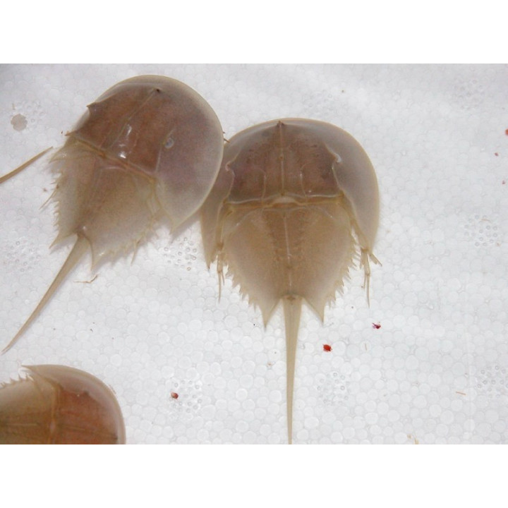 Limulus polyphemus