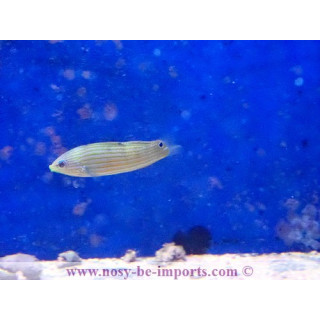 Halichoeres richmondi