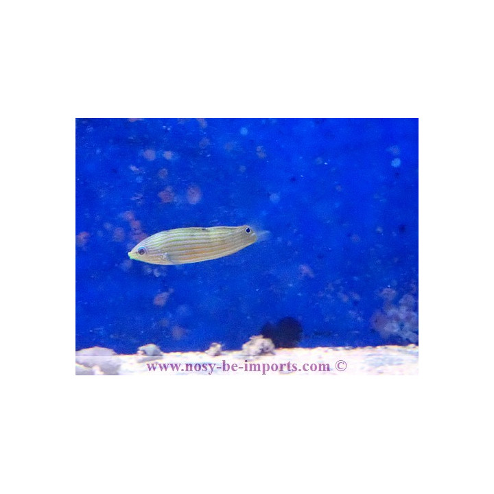 Halichoeres richmondi