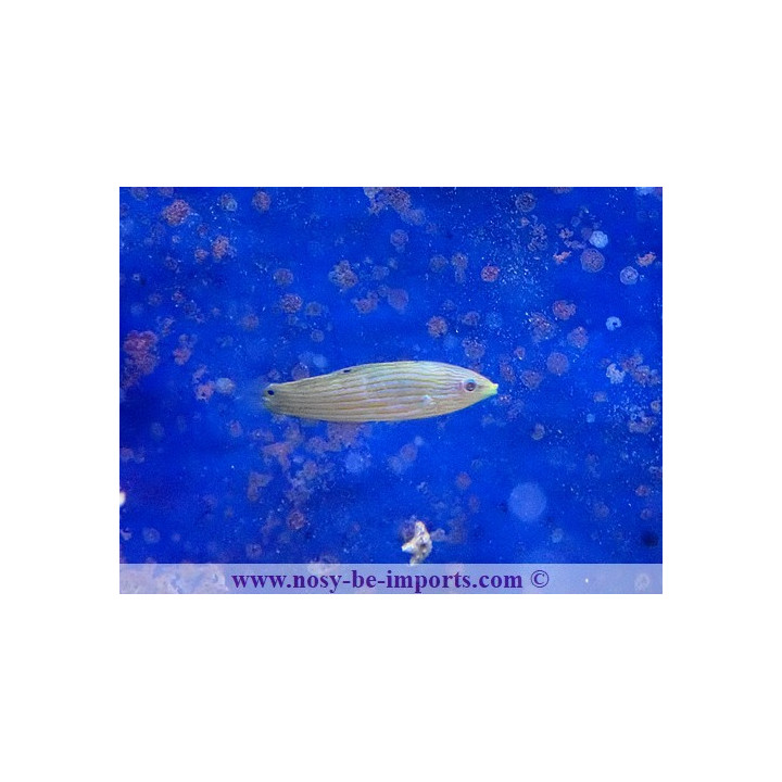 Halichoeres richmondi