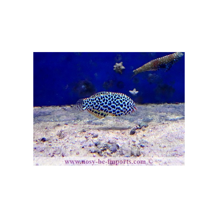 Macropharyngodon meleagris - labre coloré
