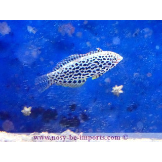 Macropharyngodon meleagris - labre coloré