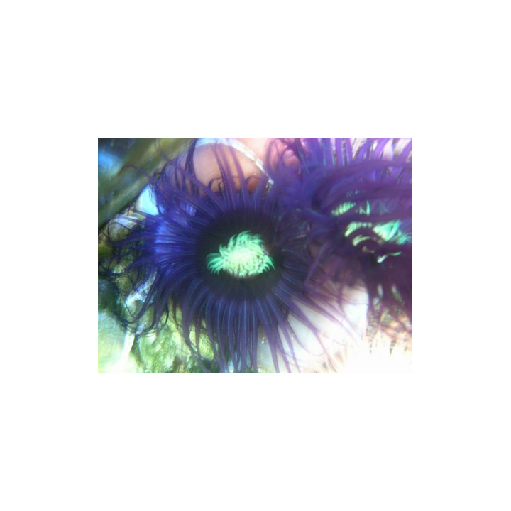 Cerianthus filiformis  - cerianthus violette